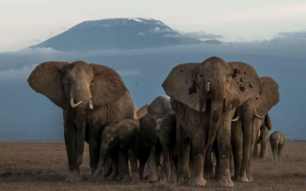 Amboseli Serena Safari Lodge Съоръжения снимка