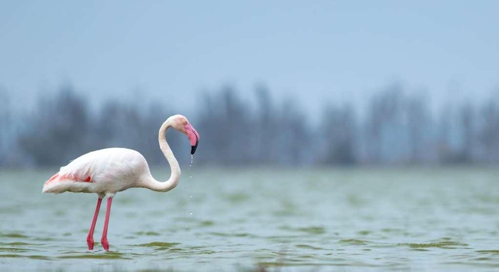 Amboseli Serena Safari Lodge Съоръжения снимка